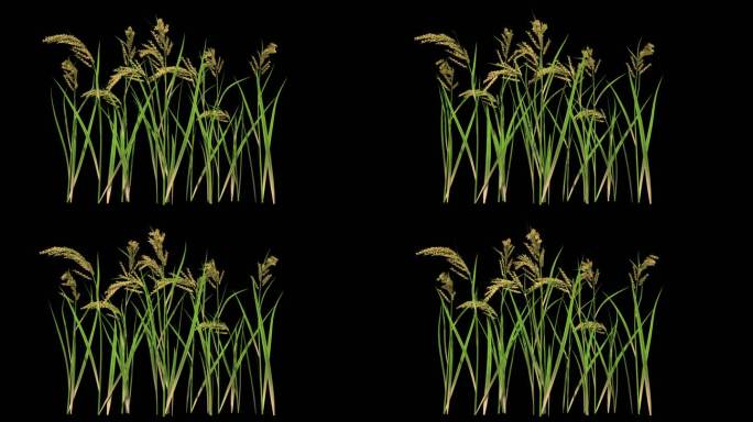 水稻生长动画-带透明通道