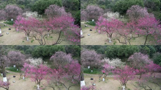 温岭东辉公园梅花DJI_0460