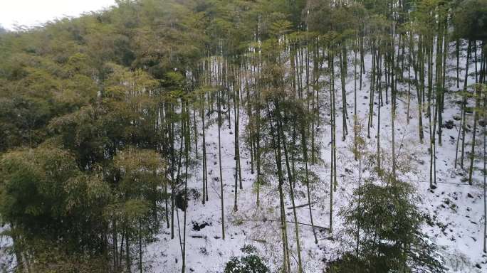 安吉大竹海竹林雪景