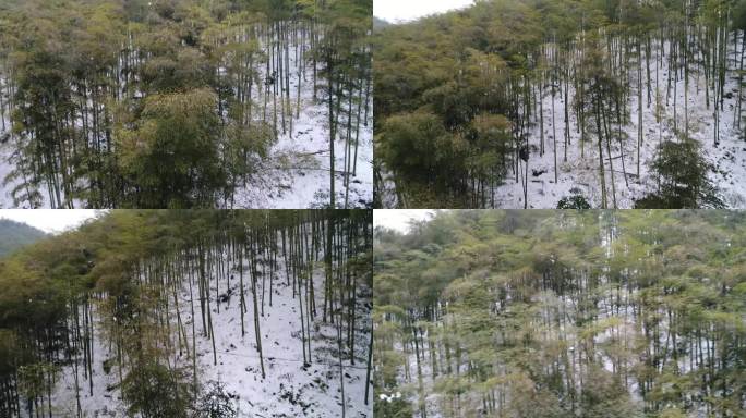 安吉大竹海竹林雪景