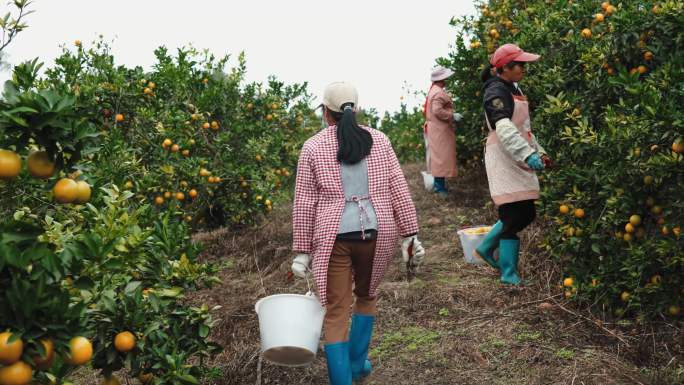 橙子柑橘农民采摘水果园红江橙农业扶贫三农