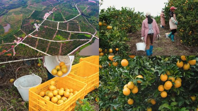 橙子柑橘农民采摘水果园红江橙农业扶贫三农