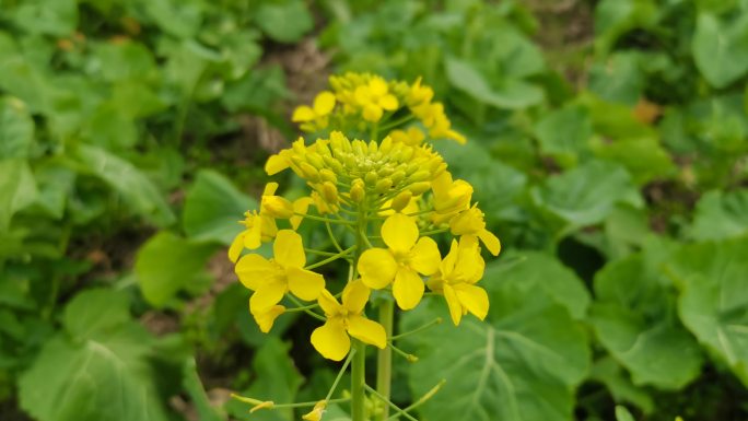 春日气息油菜花