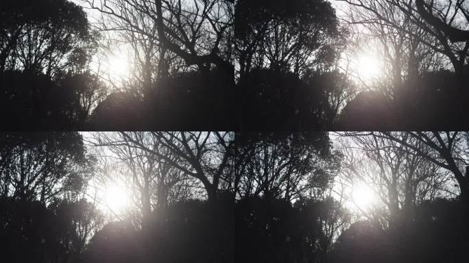 树林光影阳光透过树枝逆着光的剪影