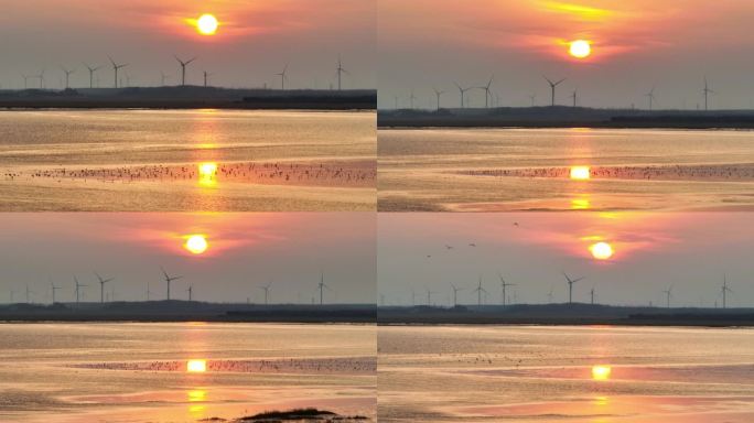 风电夕阳浅滩候鸟，自然生态和谐共存