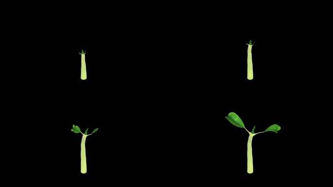 树苗种子发芽三维动画视频素材带通道