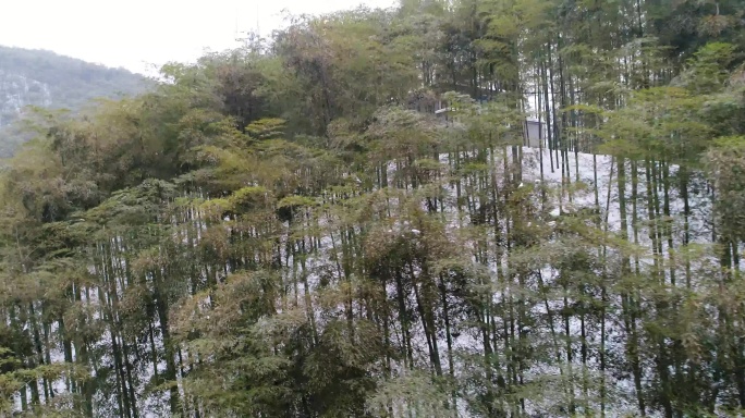 安吉大竹海竹林雪景