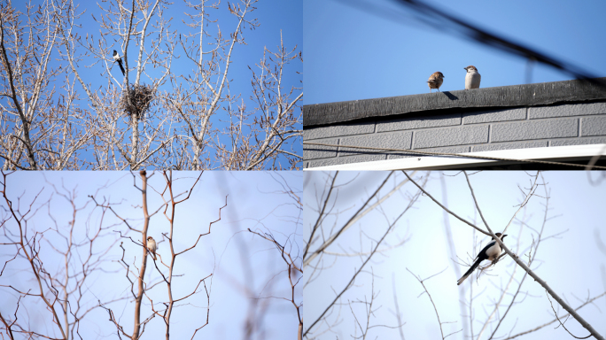 冬天 树枝 小鸟 鸟窝