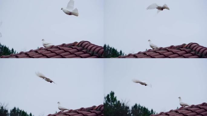 白鸽起飞天空飞鸟和平鸽
