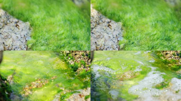岸边礁石上的绿色苔藓海藻植物
