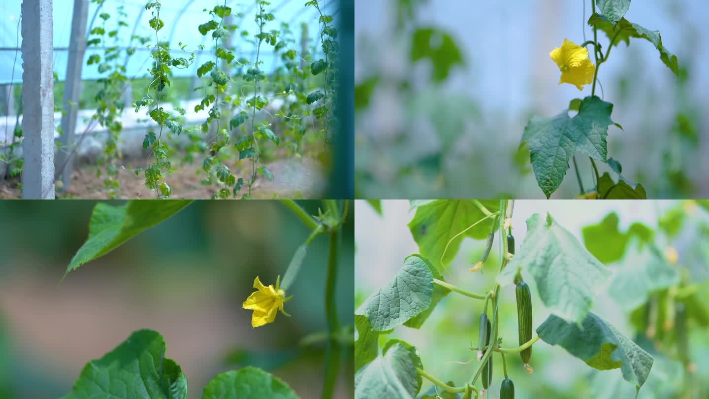 丝瓜种植 丝瓜特写 大棚丝瓜