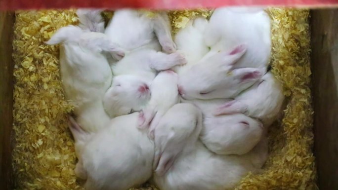 大型兔子养殖场兔子