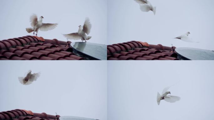 白鸽起飞和平鸽天空飞鸟屋顶鸽子起飞瞬间