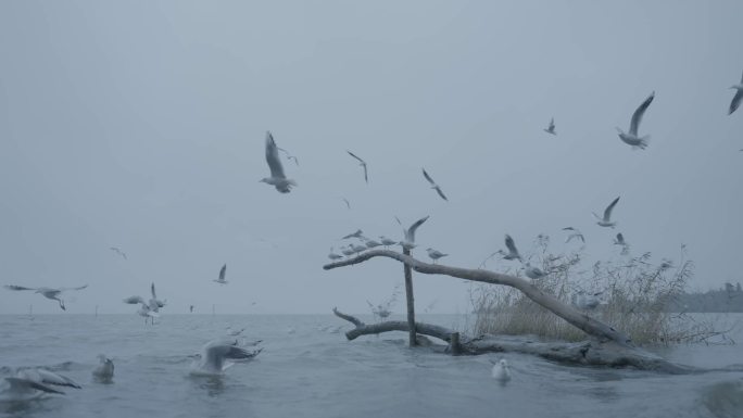 海鸥 芦苇 枯木 海边旅游