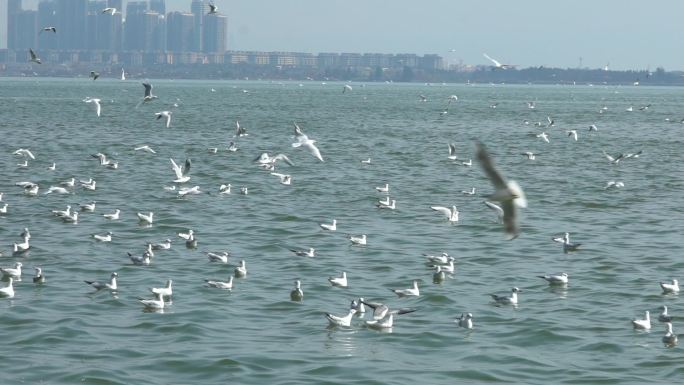 海鸥漫天飞舞