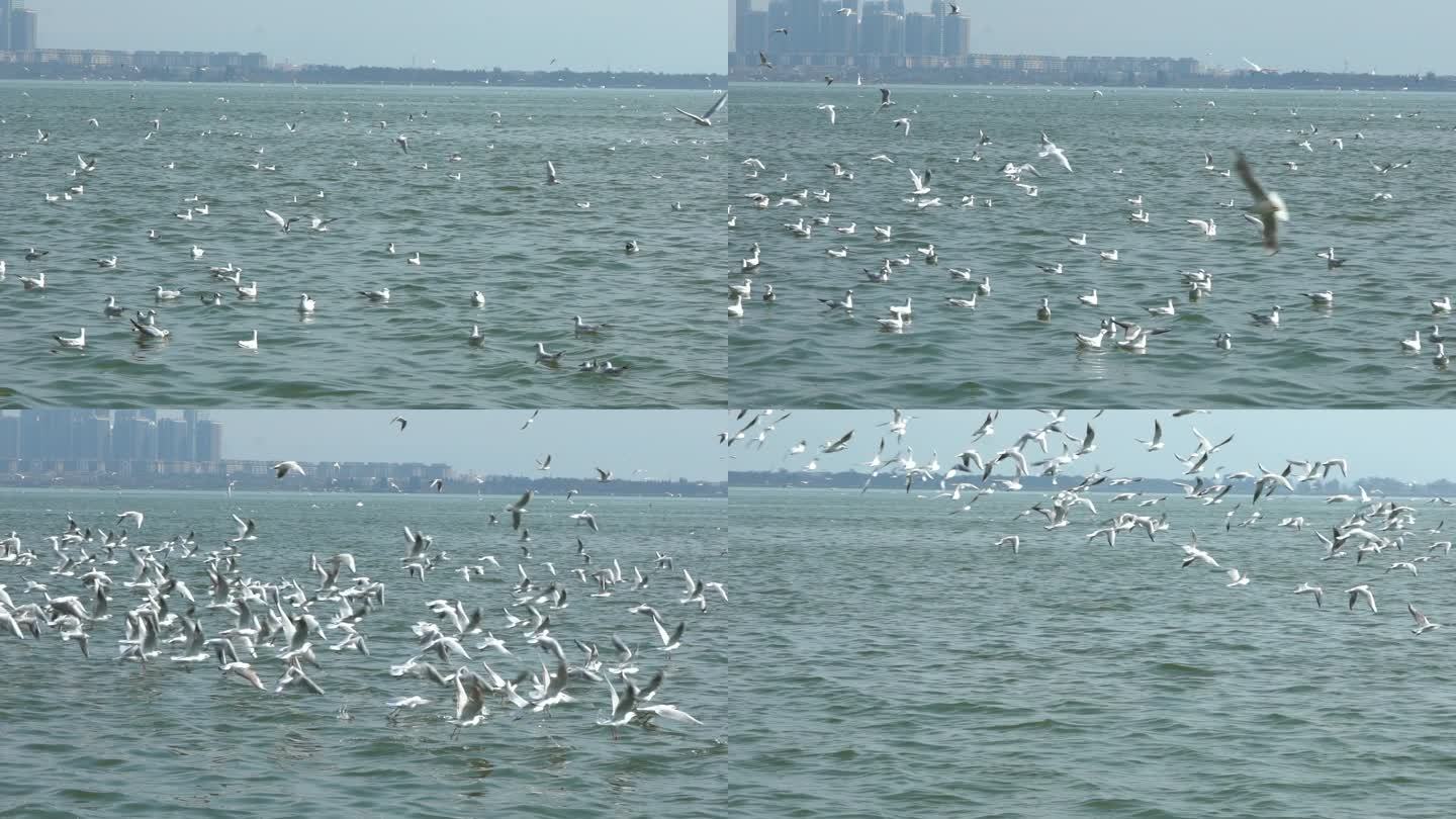 海鸥漫天飞舞