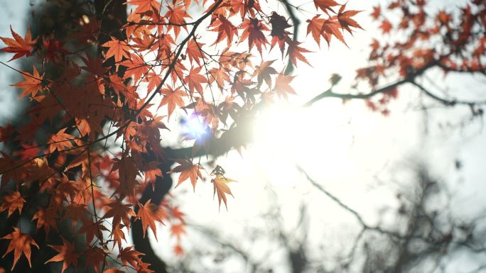 秋天枫叶日光古风为唯美