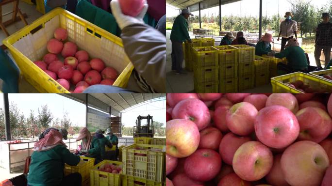 农民在筛选苹果大小
