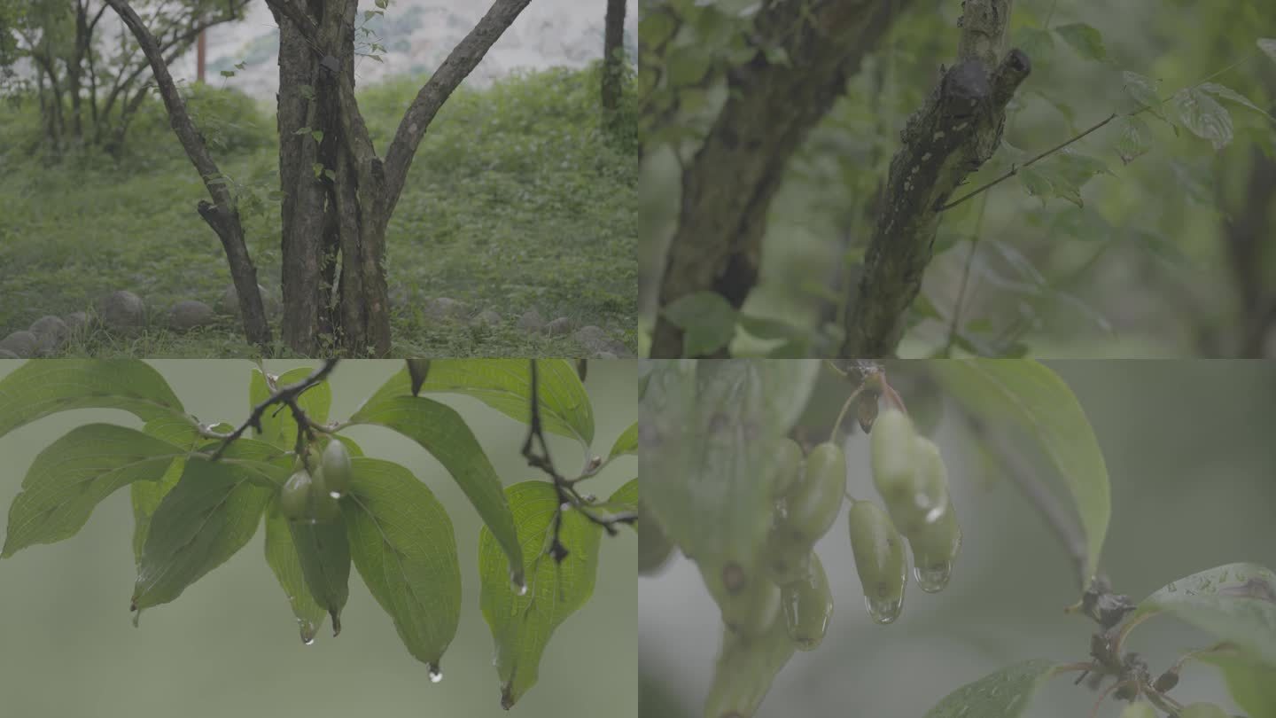 中药 雨中山茱萸树群