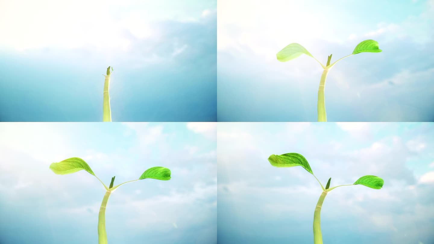 种子生长发芽三维动画视频素材