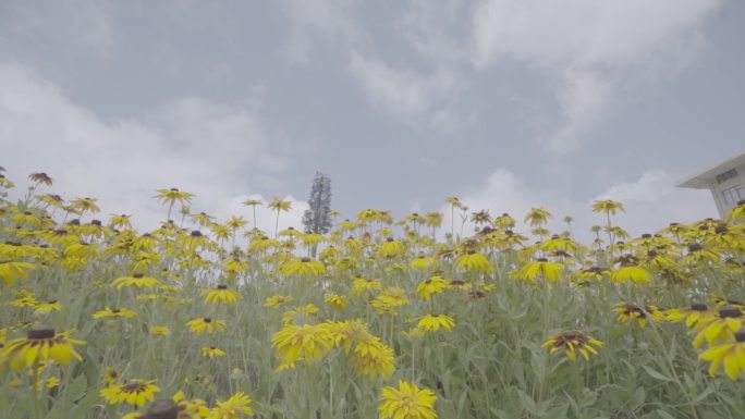 太白山 花海