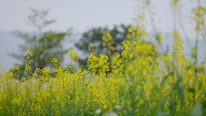 油菜花