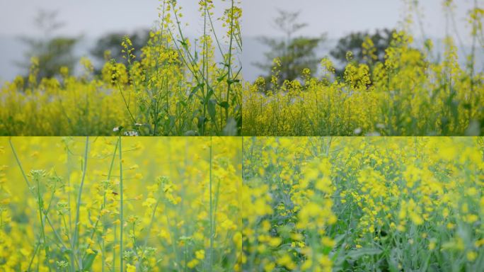 油菜花