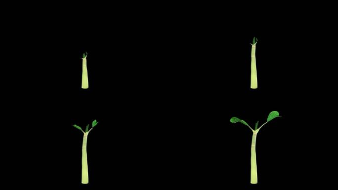 种子发芽生长三维动画视频素材带通道