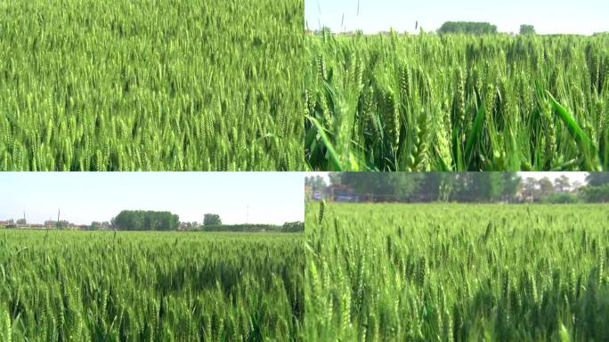 小麦灌浆期 灌浆期的小麦 小麦特写 麦穗