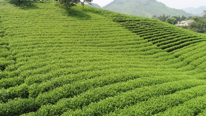 安吉茶山茶园航拍