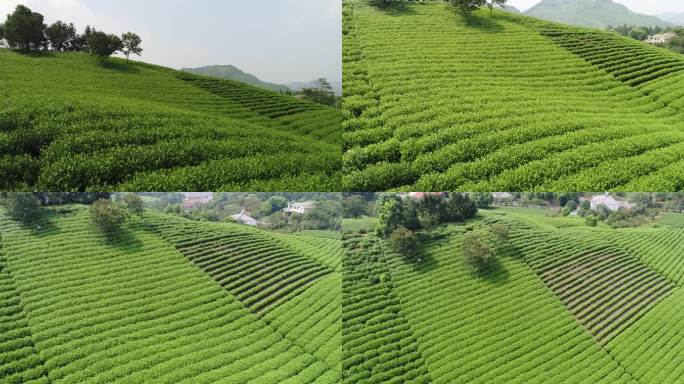 安吉茶山茶园航拍