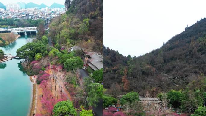 竖屏航拍桂林穿山公园市民赏花