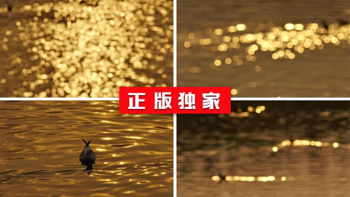 波光粼粼 水面 海鸥 候鸟城市 唯美空镜