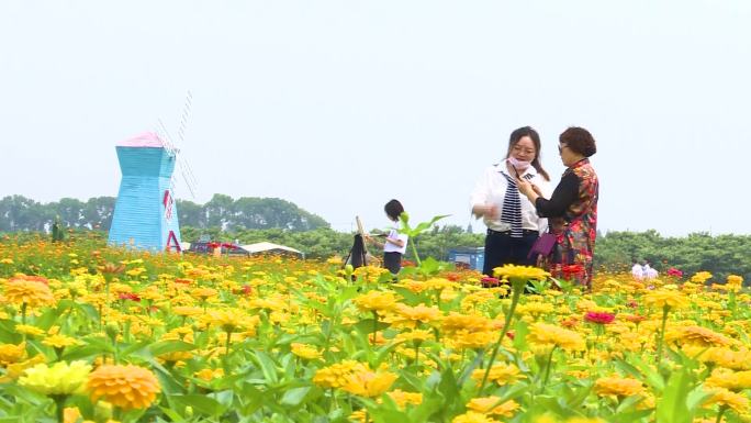 菊花 秋天 花田