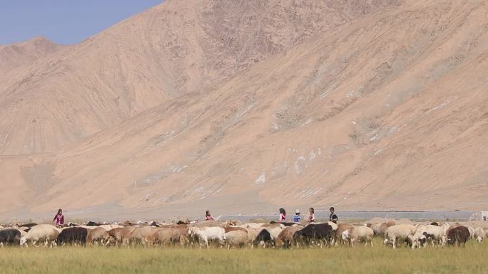 新疆牧民孩子草场牧羊玩耍5