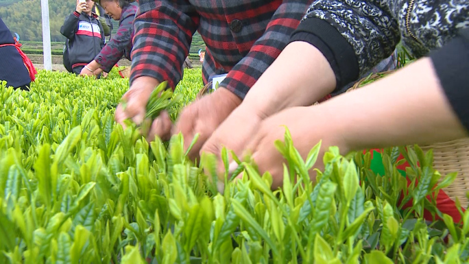 采茶 茶农 茶叶 笑脸