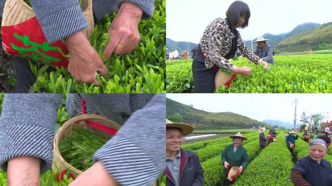 采茶 茶农 茶叶 笑脸