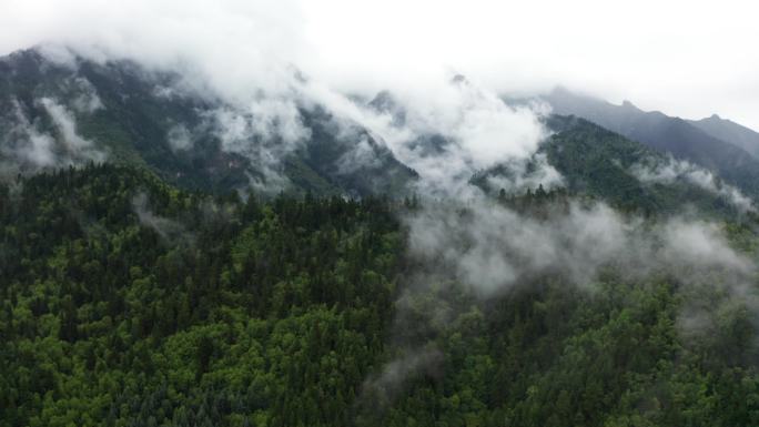 早晨云雾弥漫的森林雨林
