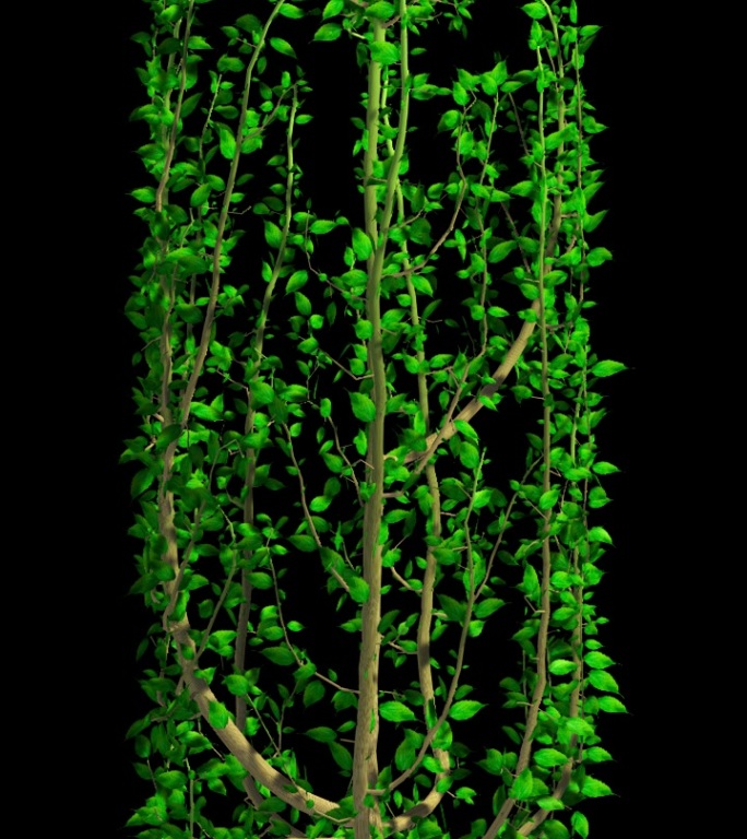 绿色植物藤蔓生长