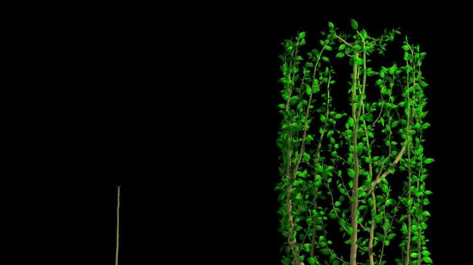 绿色植物藤蔓生长