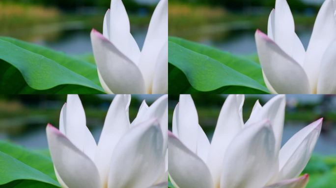 春天、自然、植物、绿植空镜