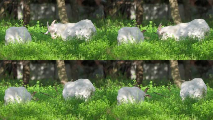 吃草、自然、植物、羊 山羊 绵羊