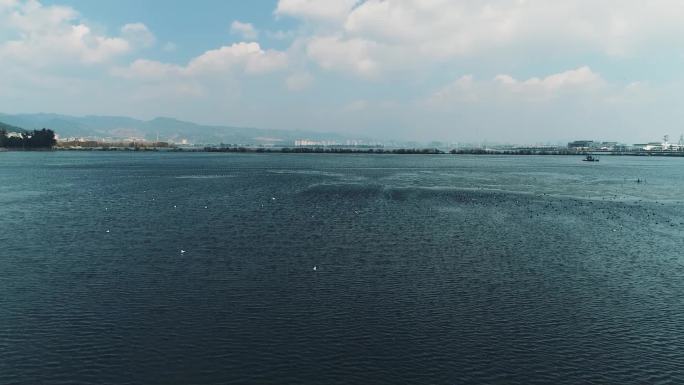 昆明滇池 海鸥 西山 海鸥飞翔 海埂大坝