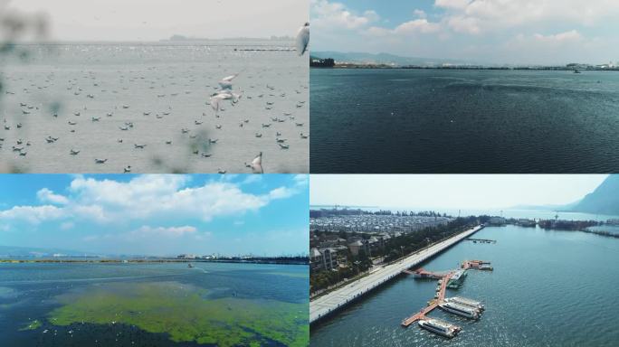 昆明滇池 海鸥 西山 海鸥飞翔 海埂大坝