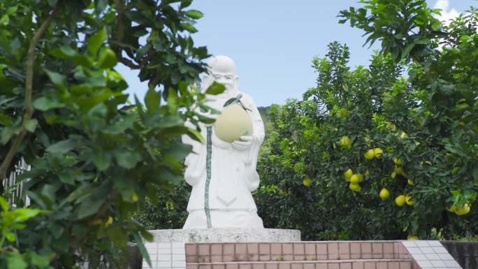 04柚子高清  航拍  丰收 种植基地