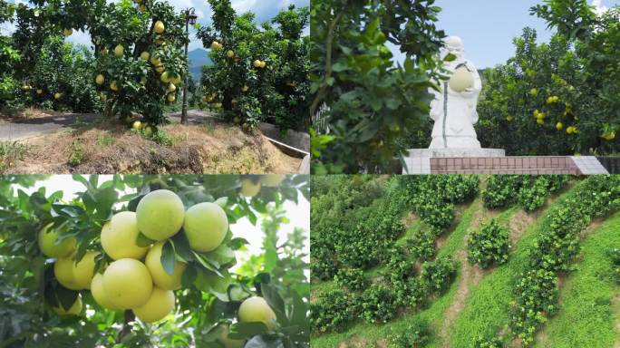 04柚子高清  航拍  丰收 种植基地