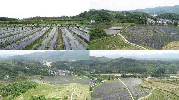 金银花种植航拍