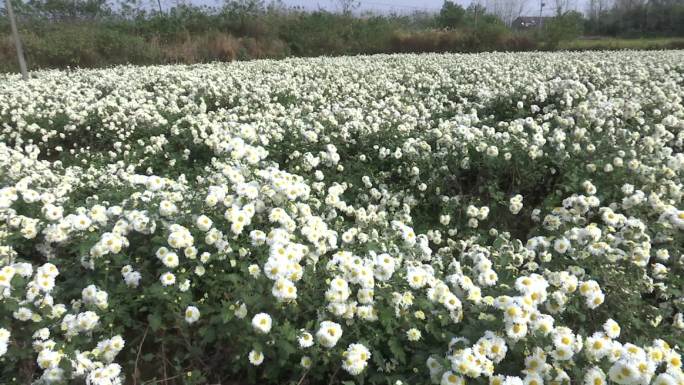 滁菊 花朵盛开 菊花茶