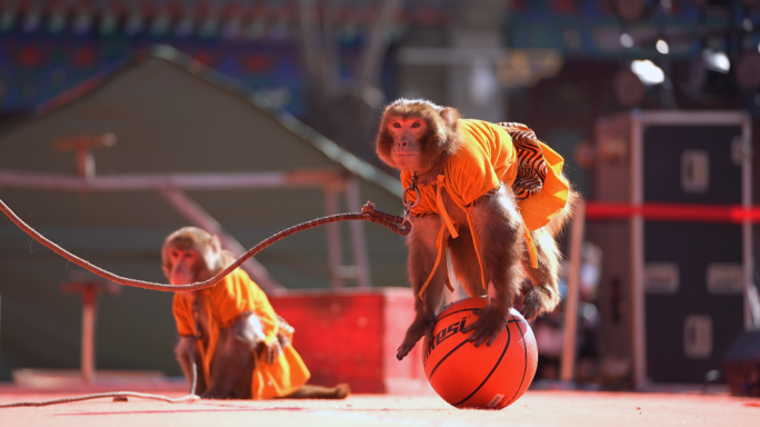 马戏团猴子表演耍猴猴戏4K