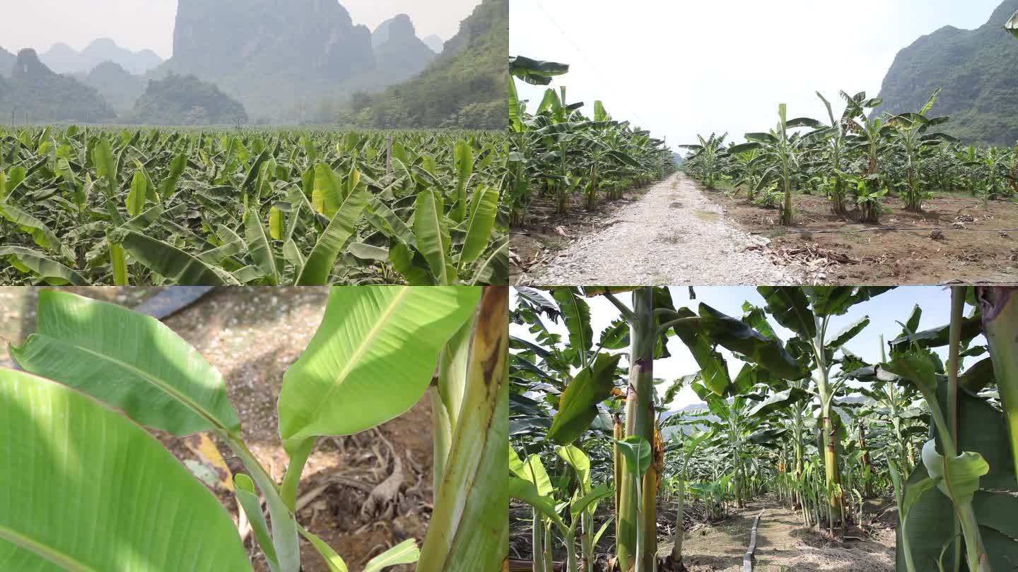 香蕉 香蕉种殖 农业农产品
